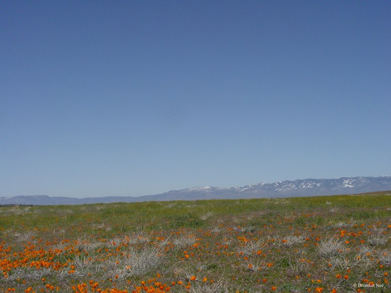 Antelope Valley Poppy Reserve - Los Angeles 3-03 356